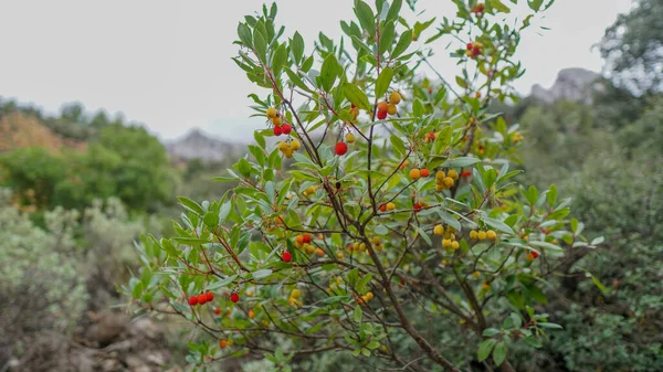 Primer Plano Cerezo Jardín Durante Día —  Fotos de Stock