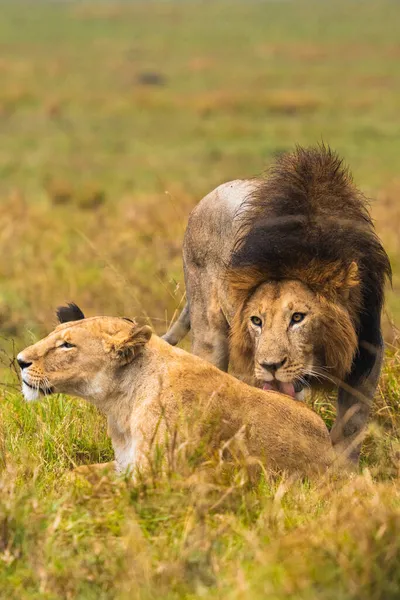 Plan Vertical Lion Léchant Lionne Dans Champ Kenya — Photo