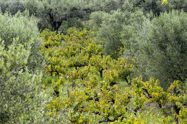 Vigneti Verdi Dopo Vendemmia Nella Zona Viticola Penedes Catalogna Spagna — Foto Stock