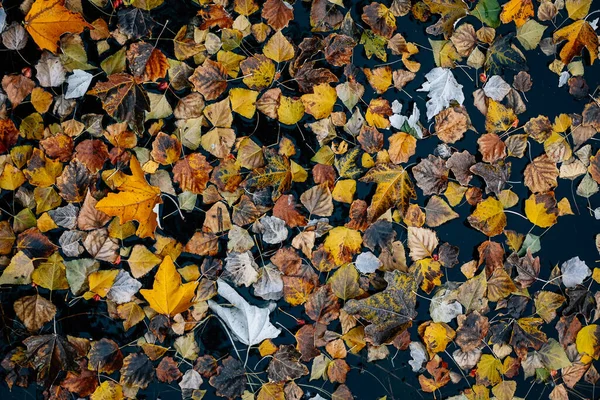 アルメニアのゲガルクニクの秋のセヴァン湖の乾燥葉のトップビュー — ストック写真