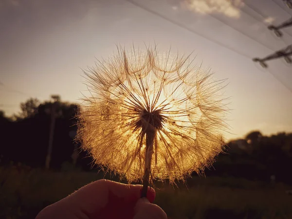 Güneşte Hava Topunu Tutan Bir Elin Yakın Çekimi — Stok fotoğraf