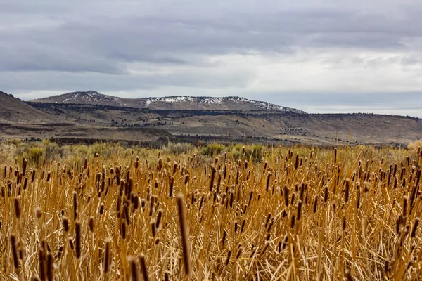 Veduta Campo Bestiame Sotto Cielo Nuvoloso Nell Oregon Orientale — Foto Stock