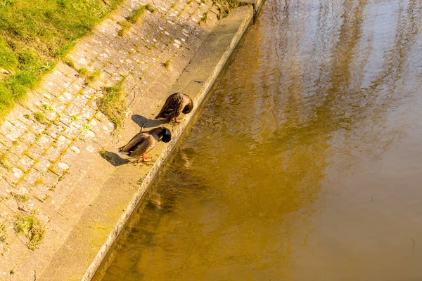 Belçika Bruges Bir Kanala Atlamak Üzere Olan Güzel Bir Ördek — Stok fotoğraf