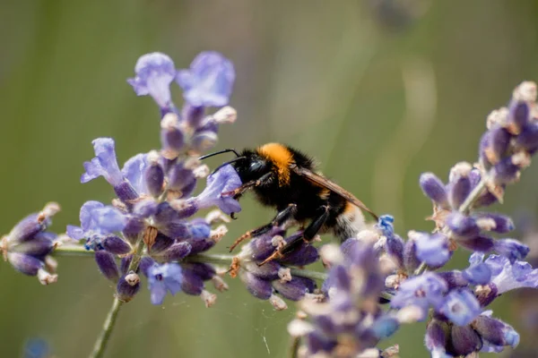Макроснимок Пчелы Сидящей Фиолетовом Цветке — стоковое фото