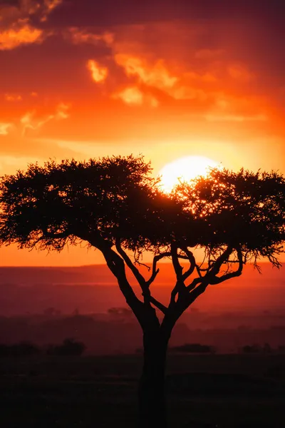 Plano Vertical Silueta Árbol Campo Durante Una Puesta Sol Kenia —  Fotos de Stock
