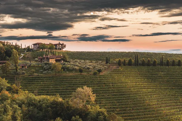 Die Malerischen Weinberge Auf Den Friaulischen Hügeln Friaul Julisch Venetien — Stockfoto