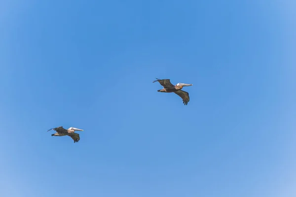 Two Lovely Pelican Birds Flying High Blue Sky Sunny Day — Stock Photo, Image