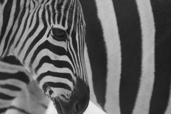 Een Grijsschaal Opname Van Een Zebra Een Veld Onder Het — Stockfoto