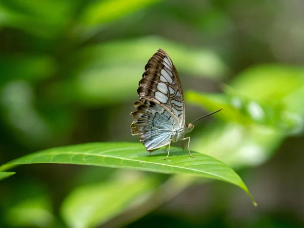 Eine Selektive Fokusaufnahme Eines Parthenos Sylvia Schmetterlings Auf Einem Pflanzenblatt — Stockfoto