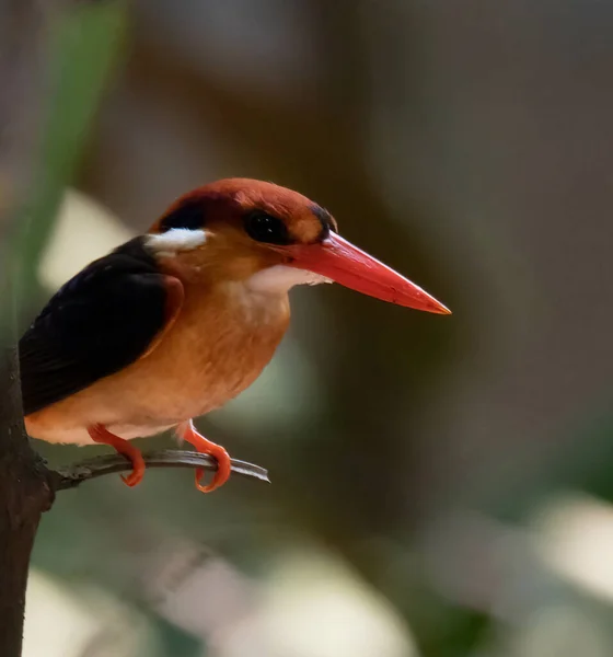 Foco Seletivo Colorido Rubi Kingfisher Poleiro Galho Árvore — Fotografia de Stock