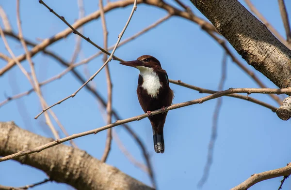 Tiro Perto Uma Alcione Bico Vermelho Galho Árvore — Fotografia de Stock