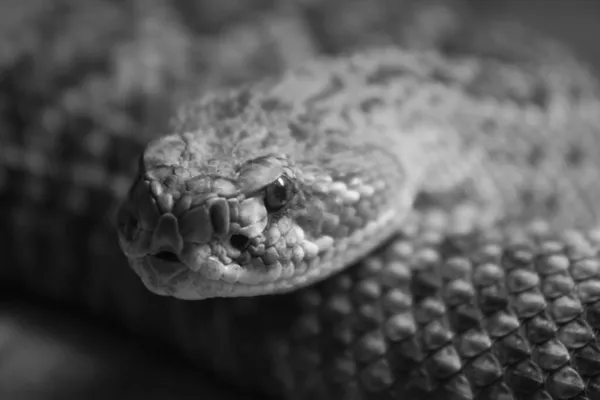 背景がぼんやりとした太陽の下で地面にトラのガラガラヘビの灰色のショット — ストック写真