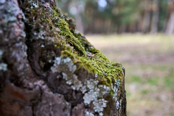 Mossy Tree Trunk Forest Spring — Stock Photo, Image