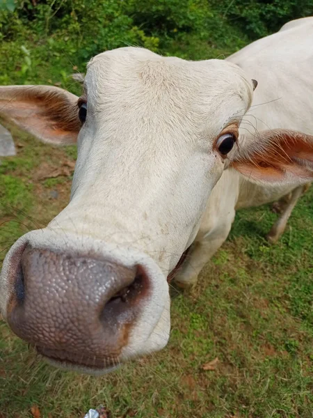 Close Show White Cute Cow — Stock Photo, Image