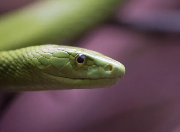 Крупним Планом Груба Зелена Змія Під Сонячним Світлом Зоопарку Розмитим — стокове фото