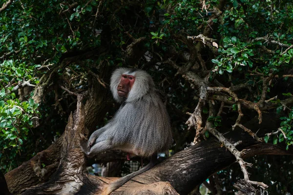 一只灰色毛茸茸的狒狒在树上 — 图库照片