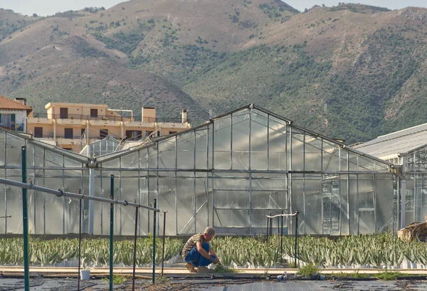 Albenga Italien Juli 2021 Ein Mann Sammelt Grünzeug Aus Einem — Stockfoto