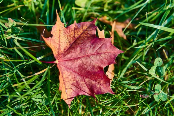 Une Feuille Érable Rouge Automne Tombée Sur Herbe Verte — Photo