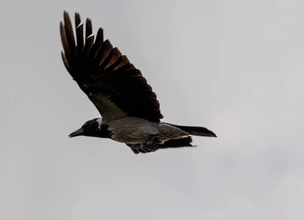 Une Belle Vue Corbeau Dans Vol — Photo