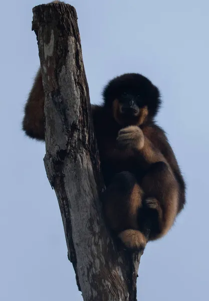 Puszysty Żółtopoliczkowy Gibbon Drzewie Zoo — Zdjęcie stockowe