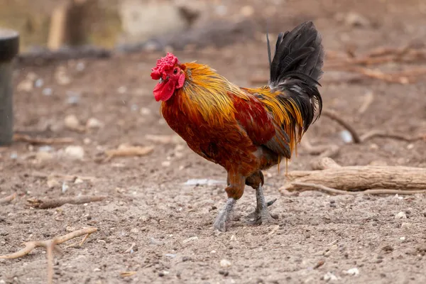 一只漂亮的棕色公鸡的特写镜头 它在农场里有一把红色的梳子 — 图库照片