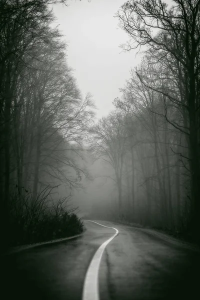 Una Escala Grises Camino Con Árboles Ambos Lados Día Niebla —  Fotos de Stock