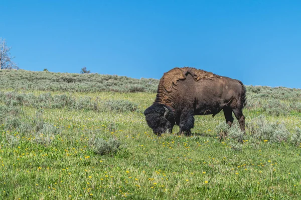 Enorme Bisonte Americano Naturaleza Salvaje — Foto de Stock