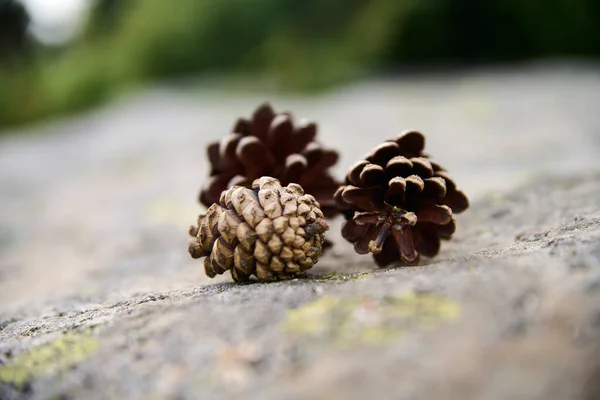 Several Pine Cones Rock Surface — Stock Photo, Image