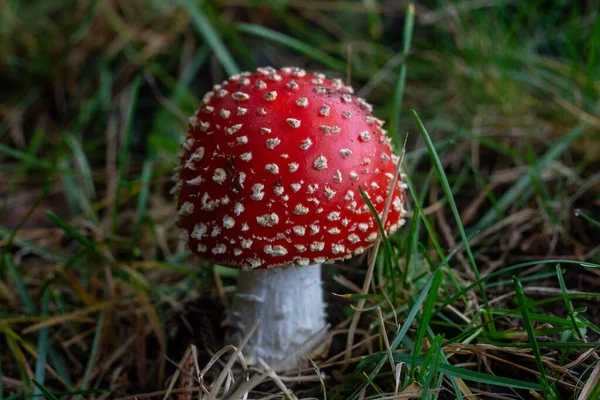 Μια Επιλεκτική Φωτογραφία Της Amanita Muscaria Κοινώς Γνωστή Μύγα Αγαρική — Φωτογραφία Αρχείου