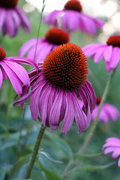 Eine Nahaufnahme Der Blühenden Rosa Sonnenhut — Stockfoto