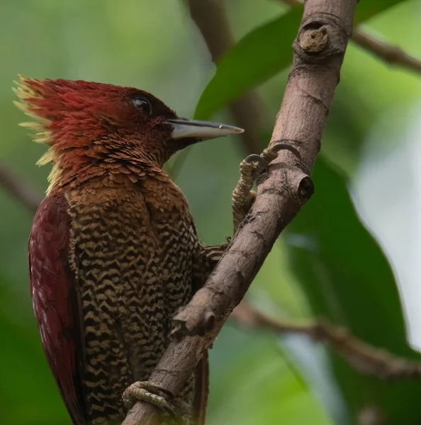 栗色啄木鸟栖息在树枝上的选择焦点 — 图库照片