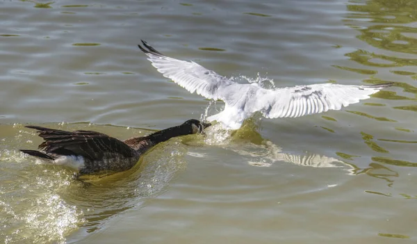 Gros Plan Une Mouette Noire Chassant Une Oie Blanche Dans — Photo