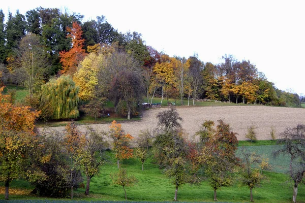 Árvores Outono Coloridas Campos — Fotografia de Stock