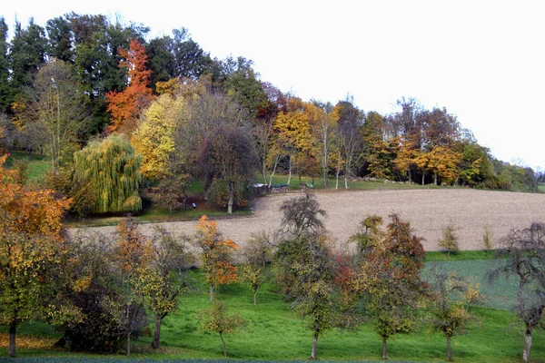 Renkli Sonbahar Ağaçları Tarlaları — Stok fotoğraf