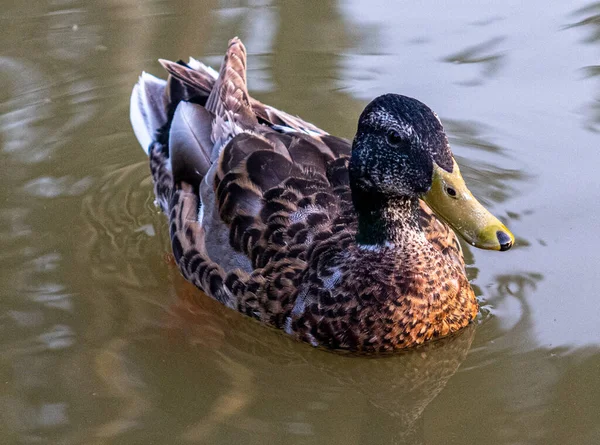 Beau Canard Nageant Dans Lac — Photo