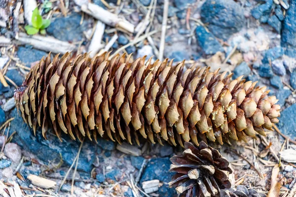 Closeup Fallen Conifer Cone Rocky Ground — Stock Photo, Image