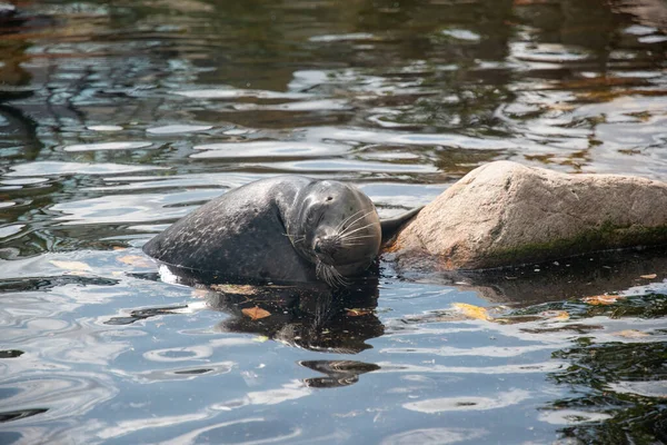 海の岩の横に笑みを浮かべてシールの閉鎖 — ストック写真