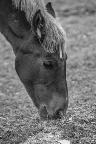 Tiro Tons Cinza Cavalo Pastando Campo Luz Dia Espanha — Fotografia de Stock