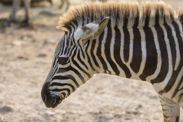 Nahaufnahme Eines Zebras Auf Einem Feld Sonnenlicht Mit Verschwommenem Hintergrund — Stockfoto