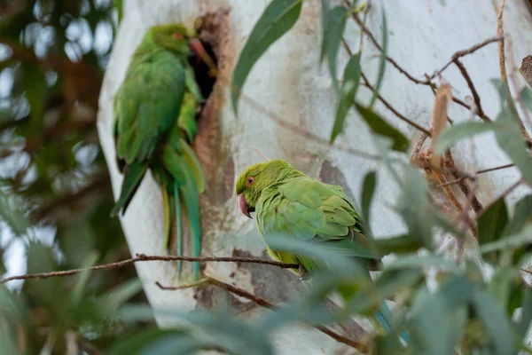 Ağaç Dalına Konmuş Güzel Bir Papağan Manzarası — Stok fotoğraf