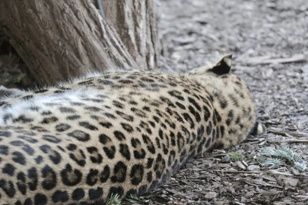 Een Close Shot Van Een Jonge Cheetah Liggend Grond Een — Stockfoto