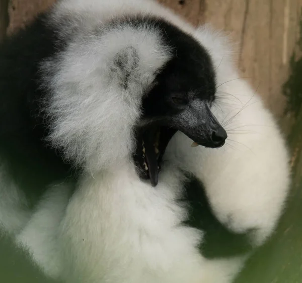Sebuah Closeup Dari Flurry Black White Hewan Lemur Dirusak — Stok Foto