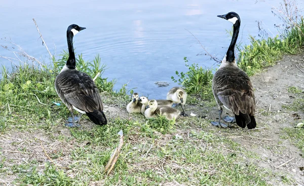 Großaufnahme Einer Kanadischen Gänsefamilie Die Teich Eingang Des Humber River — Stockfoto