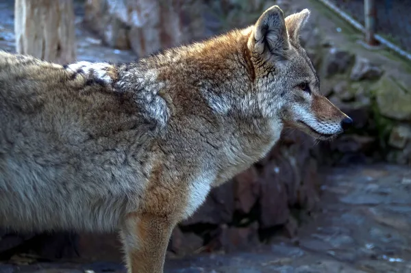 A portrait of a red wolf in a zoo under the sunlight with a blurry background