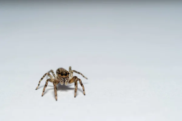 白い表面に飛び跳ねるクモ — ストック写真