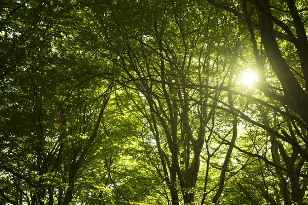 Ein Wald Voller Bäume Und Grün Sonnenlicht Während Des Sonnenuntergangs — Stockfoto