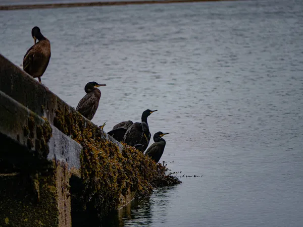 Pássaros Cormorant Pretos Pousando Plataforma Concreto Lago — Fotografia de Stock