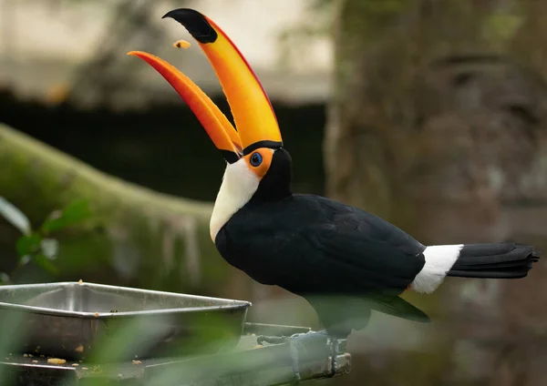 Μια Επιλεκτική Εστίαση Του Big Toucan Τρώει Τρόφιμα Στο Ζωολογικό — Φωτογραφία Αρχείου