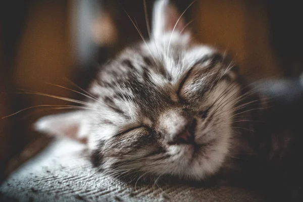 Ένα Κοντινό Πλάνο Μιας Κοιμισμένης Ριγέ Αξιολάτρευτης Γκρίζας Γάτας — Φωτογραφία Αρχείου