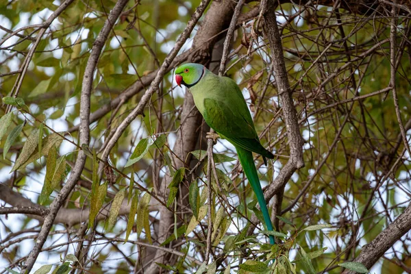 Gyönyörű Kilátás Egy Papagájra Egy Faágon — Stock Fotó